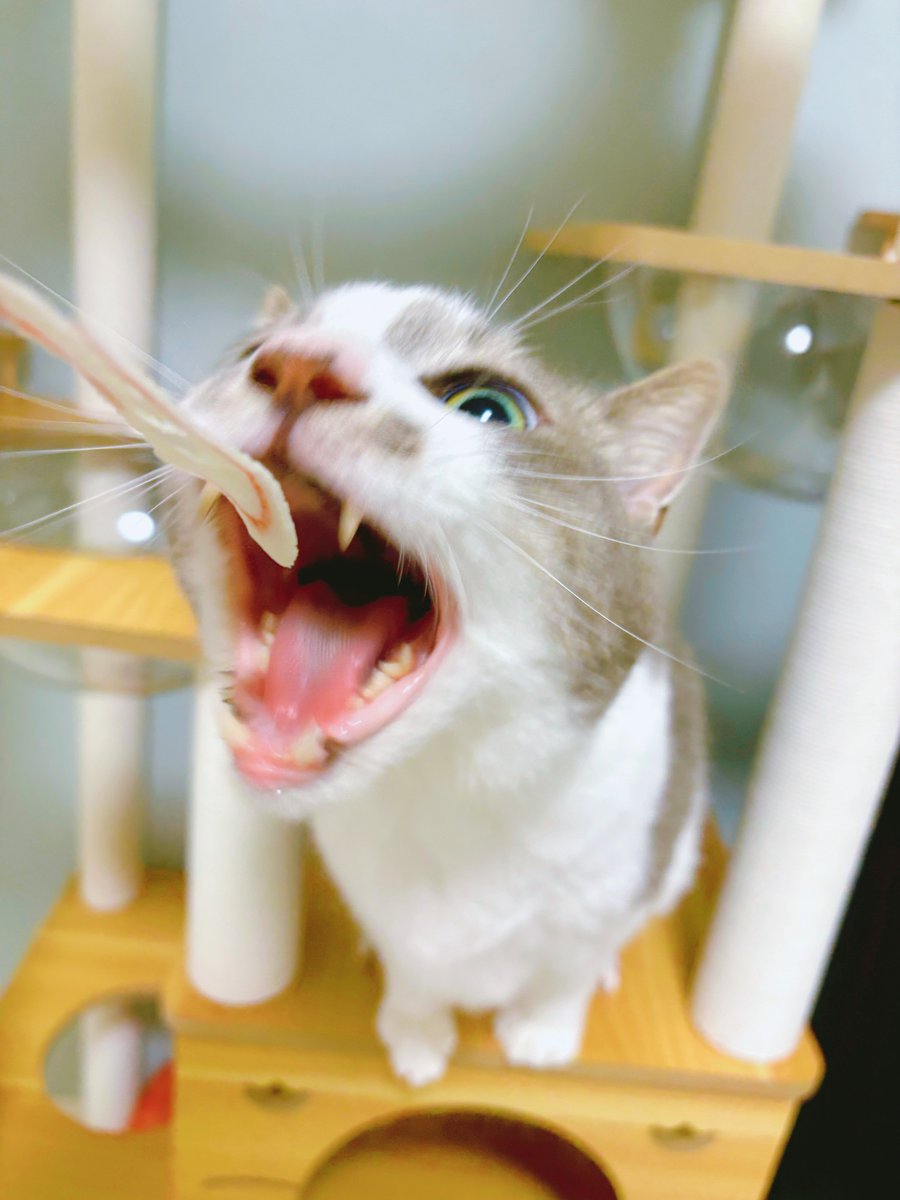 stkmtkw's tweet photo. カニカマｧｧｧ

#猫 #猫のいる暮らし #サバ白 https://t.co/MPcifUt0U9