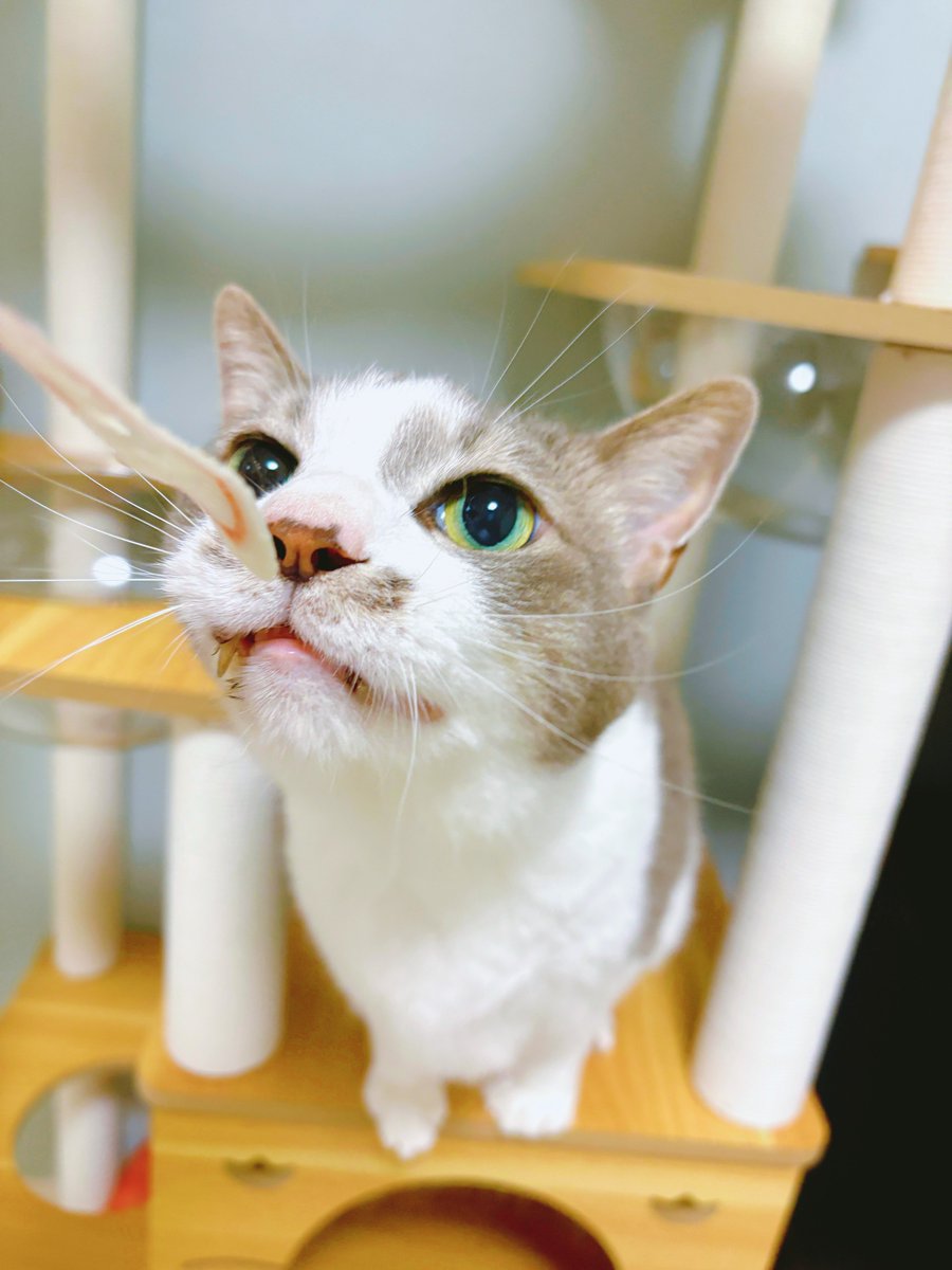stkmtkw's tweet photo. カニカマｧｧｧ

#猫 #猫のいる暮らし #サバ白 https://t.co/MPcifUt0U9