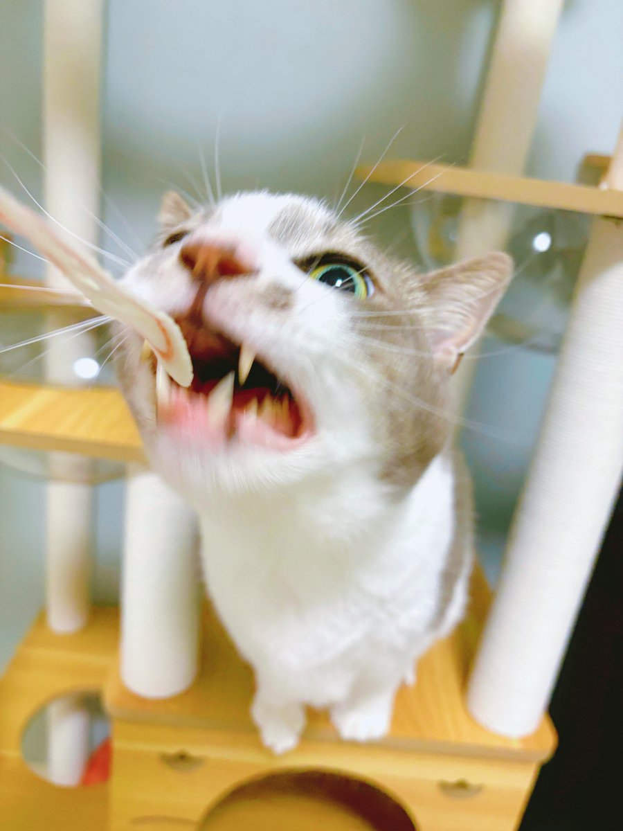 stkmtkw's tweet photo. カニカマｧｧｧ

#猫 #猫のいる暮らし #サバ白 https://t.co/MPcifUt0U9
