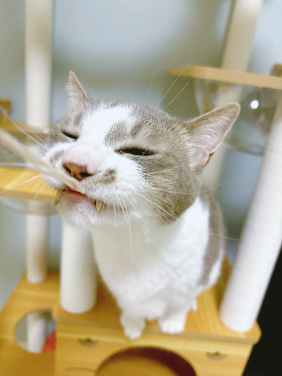 stkmtkw's tweet photo. カニカマｧｧｧ

#猫 #猫のいる暮らし #サバ白 https://t.co/MPcifUt0U9