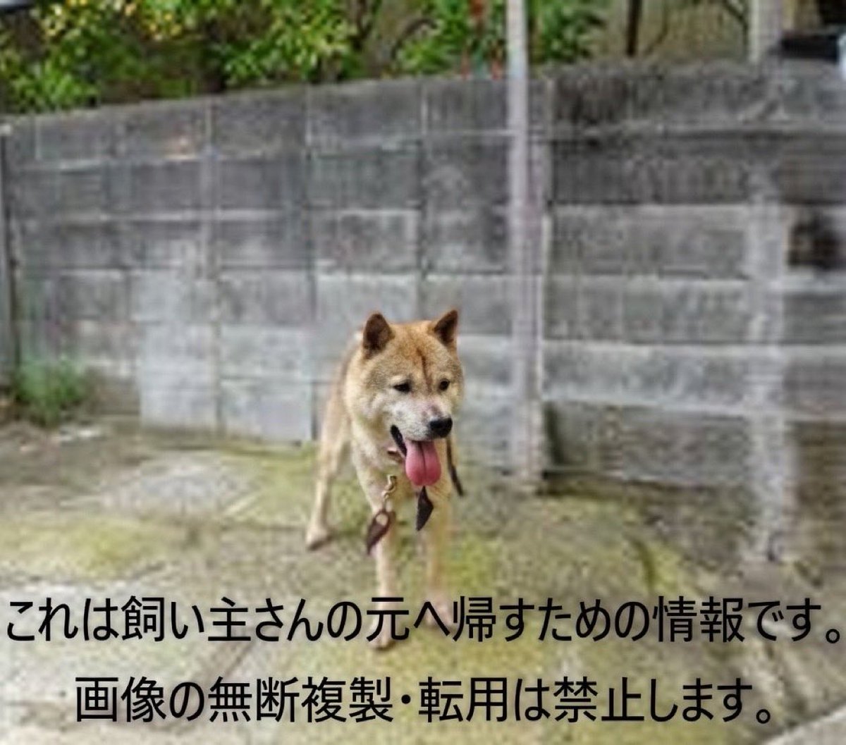 fukushiyamesagi's tweet photo. 🆘緊急🆘#収容犬 
🆘⚠️掲載期限超過⚠️
7/16(木)千葉県市原市犬成
黒首輪+切れた鎖
茶♂雑種犬
📲市原保健所🙇🏻‍♂️#湯舞音
迷い迷子保護ミックスイヌいぬオス茶色茶白白茶チェーン長柄町長南茂原大網白里八幡宿ちはら台八平の食堂キッズダム歴史博物館アリオみつばち牧場まる蜜堂たつみ食堂屋ユニモ店道の駅

🚨掲載期限が超過しています‼️

🚨「オス」「中型」「首輪/黒・切れた鎖」とされる、茶色(或いは茶白、白茶)の犬が収容されています‼️
🚨飼い主様、関係者様は大至急お迎えをお願いいたします🙏🏻
🚨収容犬にお心当たりのある方は大至���、市原保健所迄ご連絡をお願いいたします📲🙇🏻‍♂️

◎公示の特徴欄には「雑種、茶*、オス**、中型、首輪（黒・切れた鎖）***」と記載されています🐕

＊公示掲載画像の動物は、撮影・再生条件、被毛・皮膚の濡れ・汚れ、或いは傷病等により色合いや印象が逸走当時とは違って見える場合があります(※迷子動物をお探しの方は市原保健所へ直接出向かれてのご確認が確実です)。また毛色・毛柄等の認識・表現は個人の感覚等により異なる為、収容中の犬が公示記載毛色の「茶」としてではなく、茶白　白茶、或いは赤犬等として捜索されている可能性もあります。収容犬の特徴の詳細は市原保健所迄お問い合わせください📲🙏🏻

＊＊収容動物は長毛、傷病、或いは興奮等により性別の確認が困難な場合があり、公示記載の性別が後日訂正される可能性もあります。正確な情報は市原保健所迄お問い合わせください📲🙇🏻‍♂️

＊＊＊現在、首輪と鎖(チェーン)の拡大画像は未掲載です。収容犬装着品の特徴は市原保健所迄お問い合わせください📲🙏🏻

⚠️公示には推定年齢、マイクロチップ等に関する記載はありません。詳細は市原保健所迄お問い合わせく���さい📲🙇🏻‍♂️

⚠️⚠️公示掲載画像が不鮮明な為、収容犬及び装着品の特徴の詳細は市原保健所迄お問い合わせください📲🙏🏻

⚠️⚠️⚠️傷病等の有無・状態、収容状況等については市原保健所迄お問い合わせください📲🙇🏻‍♂️

◎迷子動物は市区町村境・都県境等を越境して収容される場合もあります。

◎公示に記載がなく、掲載画像からも不明な収容動物の特徴等については市原保健所迄お問い合わせください📲🙏🏻

◎各センター・保健所等ではDNA検査による鑑定は実施していないと考えられますので、公示記載の犬種・猫種等は推定であり目安とお考えください🙇🏻‍♂️

◎収容動物は長期放浪等の影響による容姿の変化、或いは首輪等の脱落、色柄・形状等の経年劣化、放浪中の他者による装着等の可能性があります。公示に掲載画像がある場合でも、撮影・再生条件、被毛・皮膚の濡れ・汚れ・傷病等により動物の目の色や毛柄等の特徴、或いは経年劣化等により首輪等の色柄・形状等が逸走当時とは違って見える可能性があります。またリンクのミス等により掲載画像に別の個体や装着品が表示されるケースも稀に見られます。公示記載情報、或いは掲載画像からの印象と、動物の逸走当時の容姿、装着品との多少の差異に拘らず、市原保健所でのご確認をお願いいたします🙏🏻

お問い合わせ
所属課室：健康福祉部市原保健所健康生活支援課
電話番号：0436-21-6391
ファックス番号：0436-22-8068
📩https://t.co/5VbVCA9ARQ

個人等で保護している動物情報(千葉県※千葉市・柏市・船橋市を除く)
⏩https://t.co/Pe6hAQzoys

収容動物情報(市原保健所)
⏩https://t.co/BUUqbRFct3

��理番号  R8-5