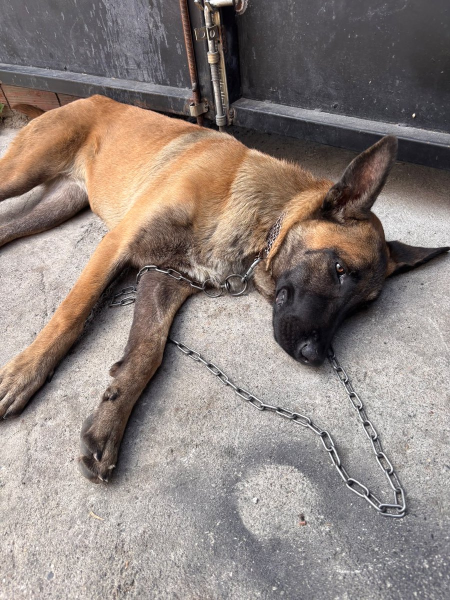 minnakmandalina's tweet photo. Lütfen yayalım çok çok acil‼️Ümraniyede gençler bu şekilde köpeği bağlayıp gitmiş, belediyeyi arıycaklarmış çevredekiler. Çok acil yuva arıyor‼️ Ümraniye‼️ 
İletişim: 0531 507 93 66 https://t.co/ijNVR8ygVT