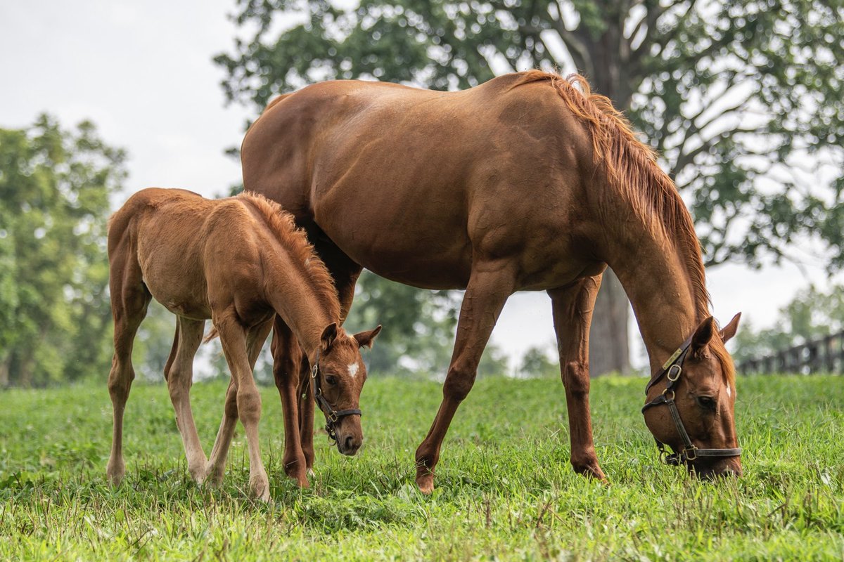 spendthriftfarm's tweet photo. A Queen and her Prince 👑

Monomoy Girl delivered a handsome colt by Gun Runner on May 6th this year 🧡

Her second foal, Effusive (Into Mischief), debuted a winner this past weekend at Saratoga 🤩

Monomoy Girl’s resume on the track includes victories in the Kentucky Oaks and two Breeders’ Cup Distaffs 🏆