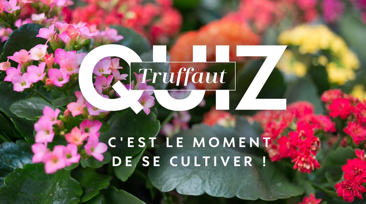 Truffaut's tweet photo. C’est parti pour un #TruffautQuiz sur le kalanchoé 🌸 Rendez-vous demain pour découvrir les bonnes réponses 🌿 https://t.co/tCEVF9jMXJ