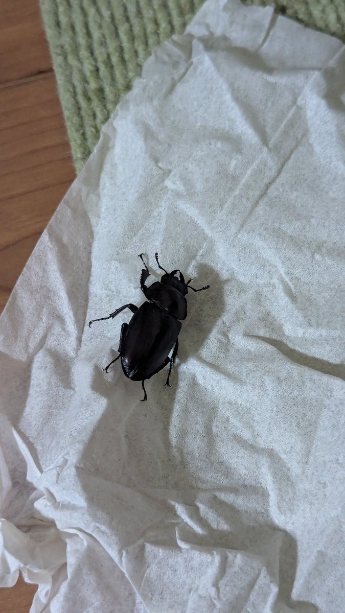 achomchom's tweet photo. お風呂場にクワガタのメスだと思わしき虫いた
外に逃してあげたので徳が積めました https://t.co/Z8tC1pb6tM