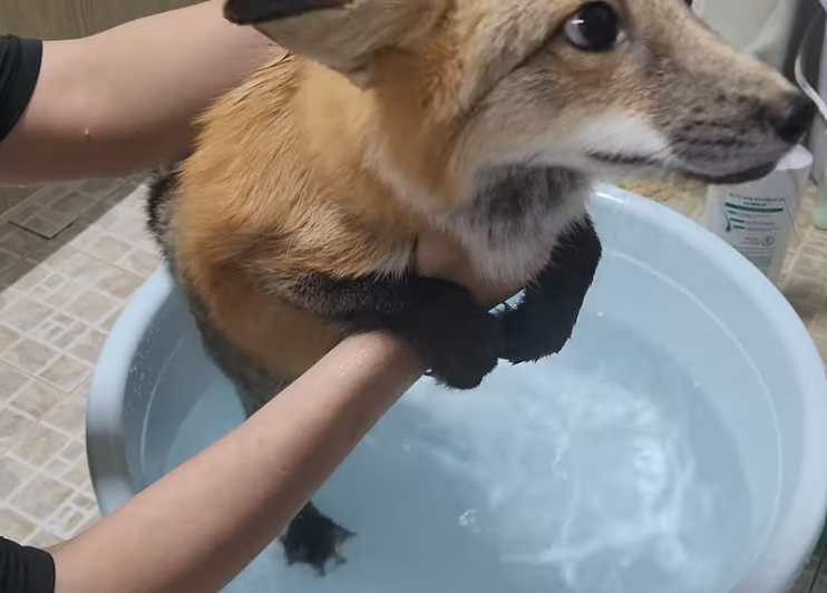 hibvtribe's tweet photo. this cheeky animal is really not easy to get a bath lol..gaahhhh look at his little paws🥹🤌 https://t.co/9M1FLqu877