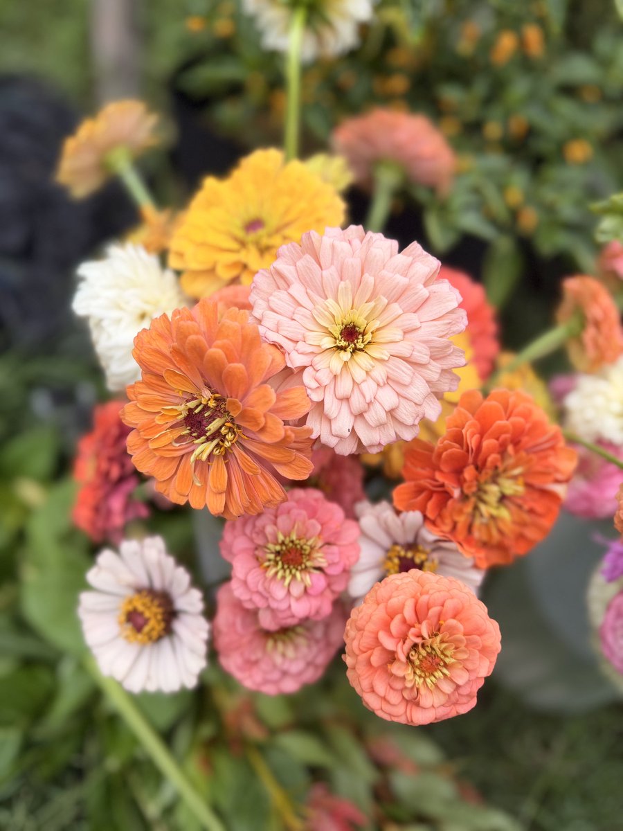 LoafFiBread's tweet photo. Garden harvest time 👩‍🌾💐#flowers https://t.co/5C1ZAVL0F4