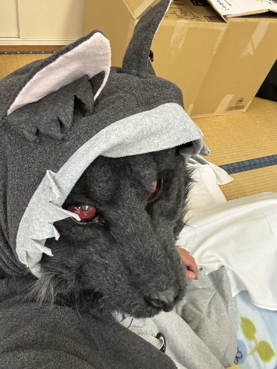 gaogaowolf09's tweet photo. さーて明日から休みだし、軽ーく飲んだら寝ようかなにゃーん https://t.co/TEN8Huoj6f