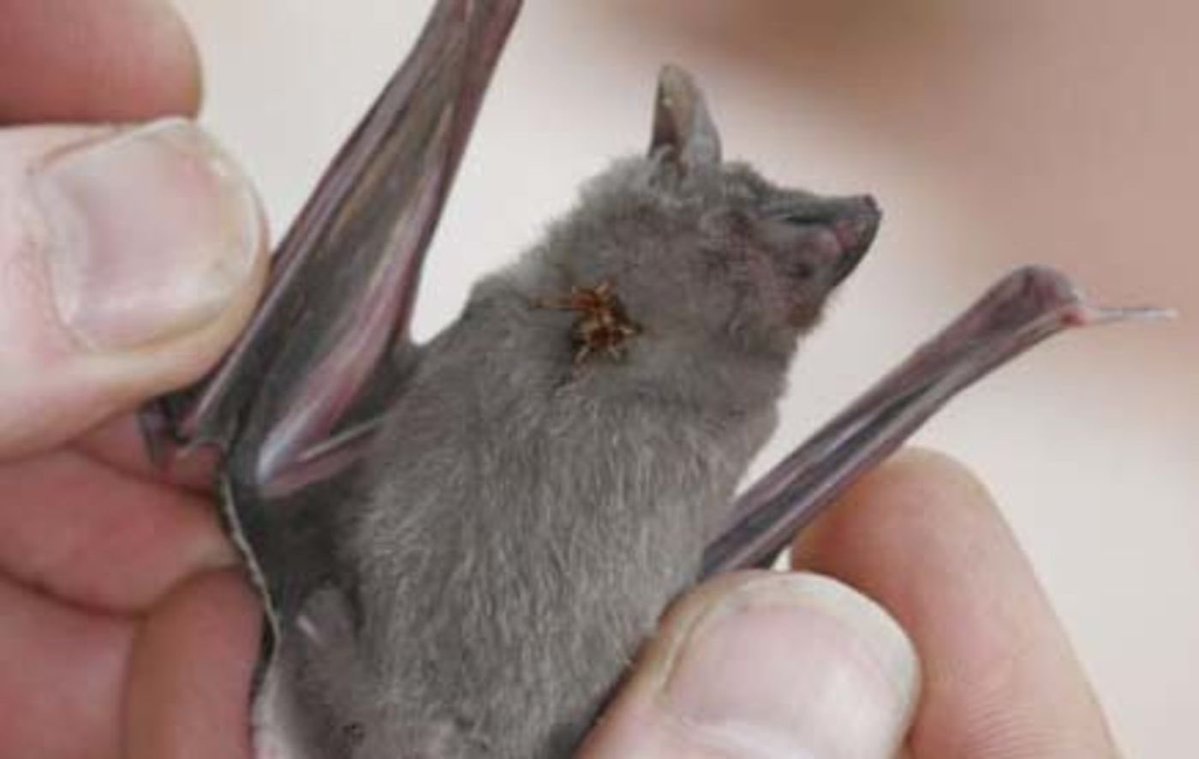 prion333's tweet photo. @longjohnshirley @Strange_Animals bats are just tiny haha https://t.co/EVIoOGBFDC