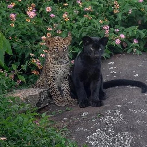 AcervoCharts's tweet photo. Dois irmãos leopardos nasceram completamente diferentes, um com manchas e o outro preto. https://t.co/6GYIxtGCEm