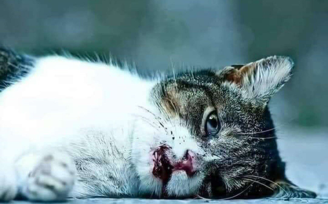 (Salah ،Shabana) tweet media