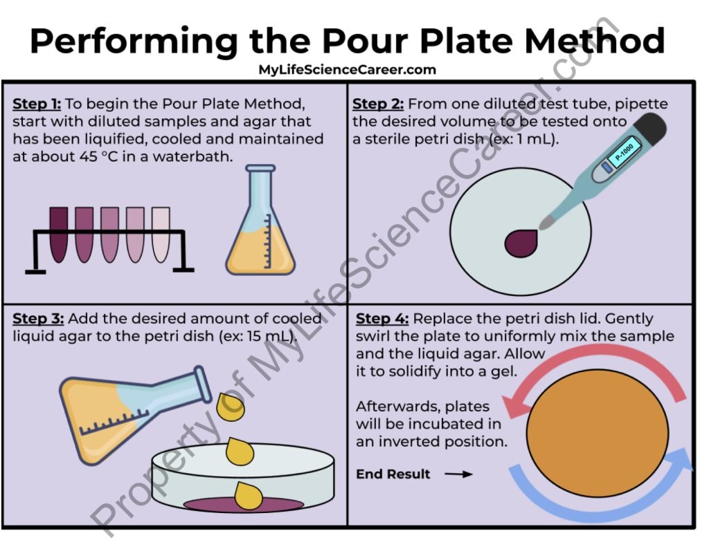 myLScareer's tweet photo. The Pour Plate Method combines a liquid sample and liquid agar to form a gel and detect microbes.
See how to perform it, here: https://t.co/47W1DCNKf6
#PourPlateMethod #Microbiology #Laboratory #Science https://t.co/VT28f8etHb