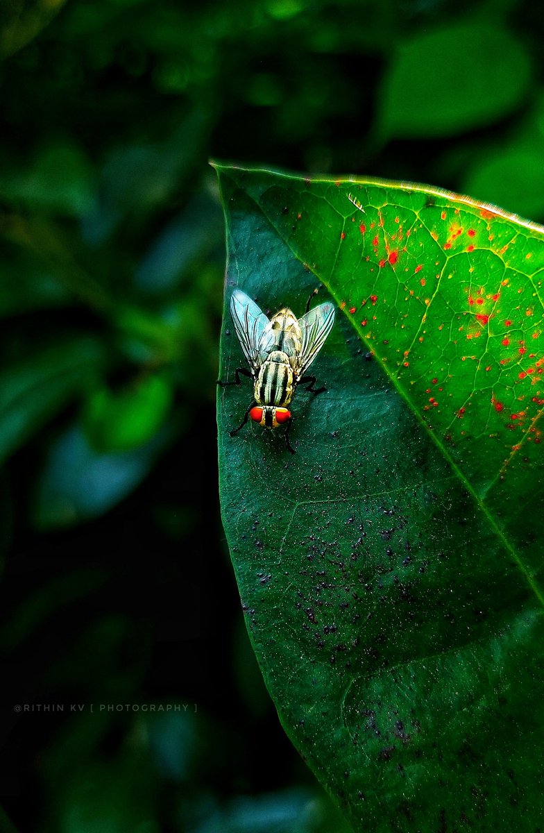 Iam_RITHIN_KV's tweet photo. Today's Theme: MACRO MAGIC 

The closer you look, the more you discover.
What’s your favorite macro subject to photograph?

Quote it or Share it 👇
Drop your best macro photo below! https://t.co/ub5rAMKlfd