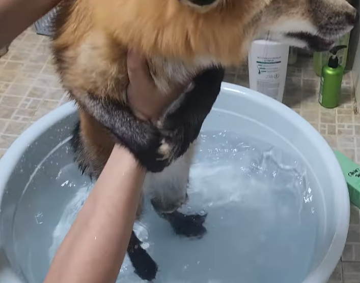 hibvtribe's tweet photo. asdfghjkl!!! sorry, i love it when animals do that🫠
lmao 3 vtubers having a hard time taking care of this little guy during bath time😆 https://t.co/FtZcafRUo1