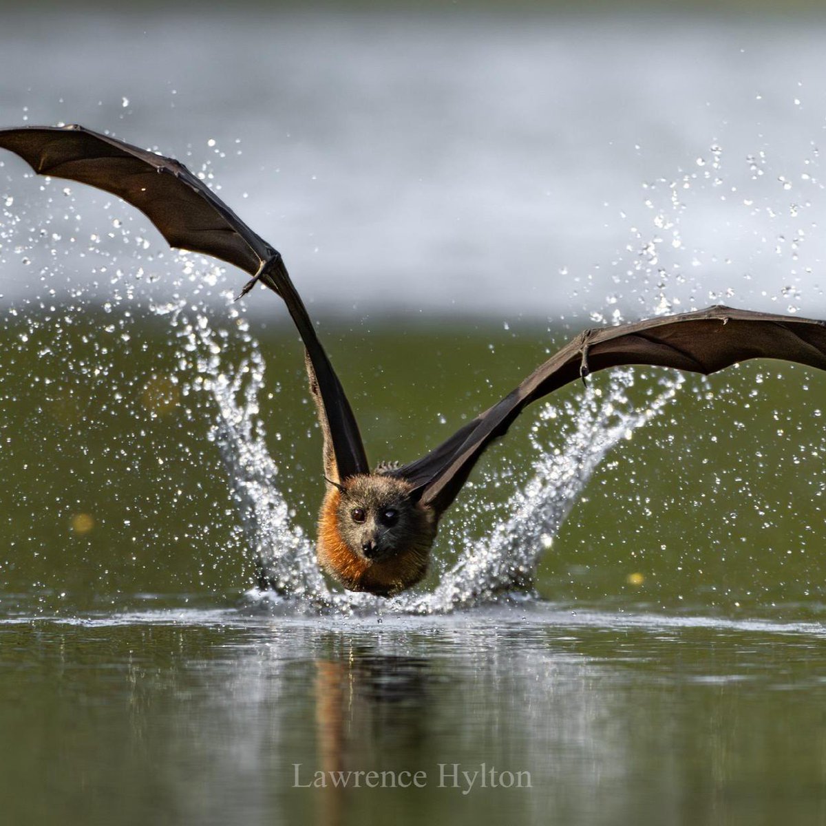 Bat 🦇 tweet media