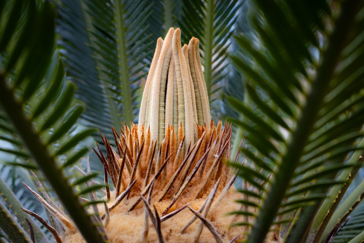 Snide_12's tweet photo. Nature can look almost unreal when you get close enough.

Texture, symmetry, fresh growth and a shape that feels more like sculpture than a plant.

These are the small details I love to photograph — the ones most people walk past without ever noticing. 📷

#NaturePhotography #PlantPhotography #BotanicalDetail #MacroPhotography #VisualStorytelling #Snide_12