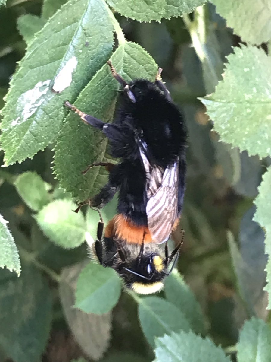 OCTGman's tweet photo. @ivysuckle To someone who knows a lot more about Hymenoptera than I do, could this be Bombus rupestris? https://t.co/qRgAc8pVIK