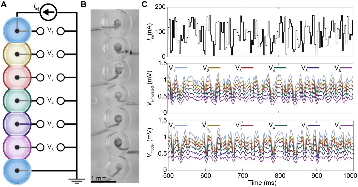 ScienceAdvances's tweet photo. Researchers introduce a class of tissue-like computing materials that allows a new approach to neuromorphic, energy-efficient, and adaptive information processing. @HridMSH @olemissengineer @NajemJS @PSUEngineering https://t.co/sX5g4glQUj https://t.co/4iRBTwDBUb