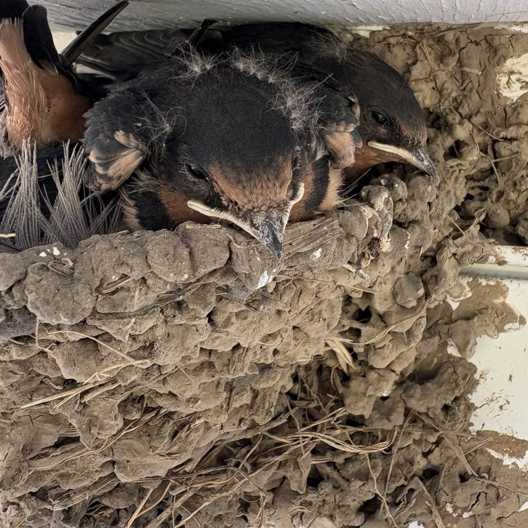 pottcoconservat's tweet photo. The answer to #WhatIsItWednesday is...The Barn Swallow (Hirundo rustica)

Swallows prefer to make their nests on human-made structures and often build on overhangs. Using mud, saliva, and grass. They are also nest loyal!

Post Credit: EE Intern Maelee
2nd PC: Jason R. Gill https://t.co/RIEu0i0oqY