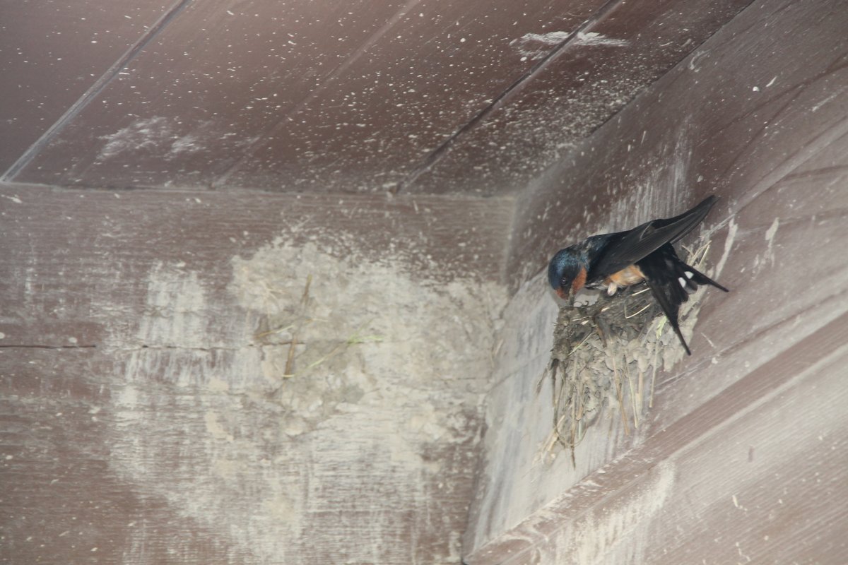 pottcoconservat's tweet photo. The answer to #WhatIsItWednesday is...The Barn Swallow (Hirundo rustica)

Swallows prefer to make their nests on human-made structures and often build on overhangs. Using mud, saliva, and grass. They are also nest loyal!

Post Credit: EE Intern Maelee
2nd PC: Jason R. Gill https://t.co/RIEu0i0oqY