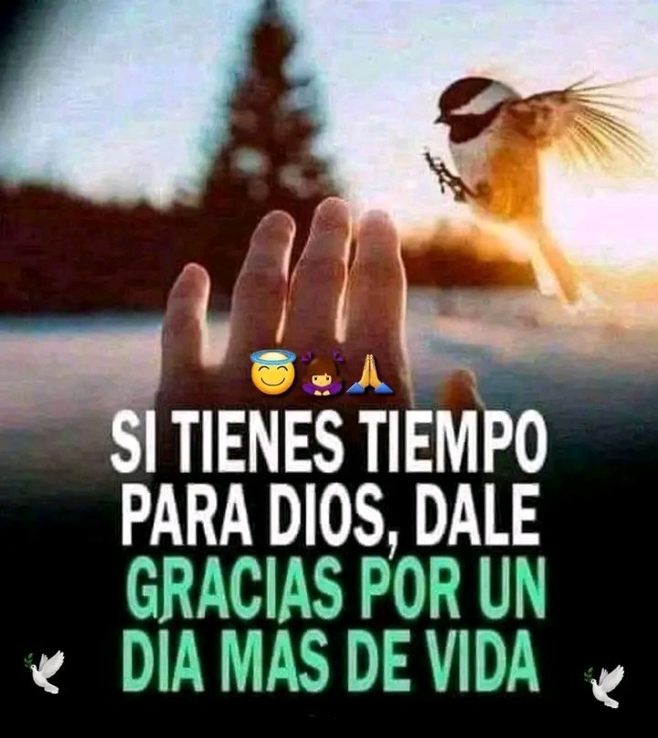 Osopolarluisito's tweet photo. DalE🤍GraciaS🤍
A🤍DioS🤍🙏 https://t.co/e5wjLND9cB