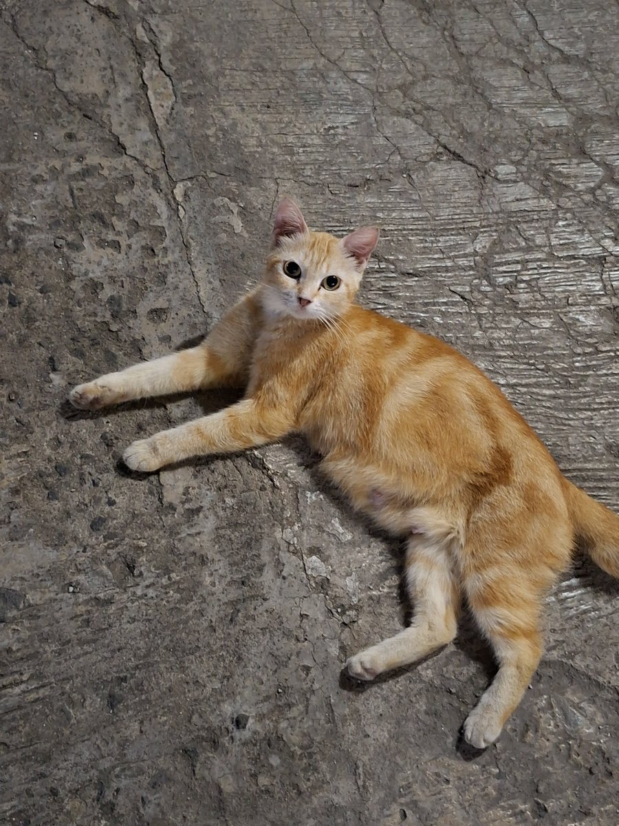 selfivee's tweet photo. meoww 🐾🐾 https://t.co/W2rhDKWFV4