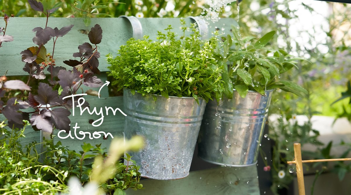 Truffaut's tweet photo. Construisez votre bar à aromatiques maison 🌿​
Découvrez notre sélection d'aromatiques en magasins et sur notre site ☀️ https://t.co/XdYJXRFxN9