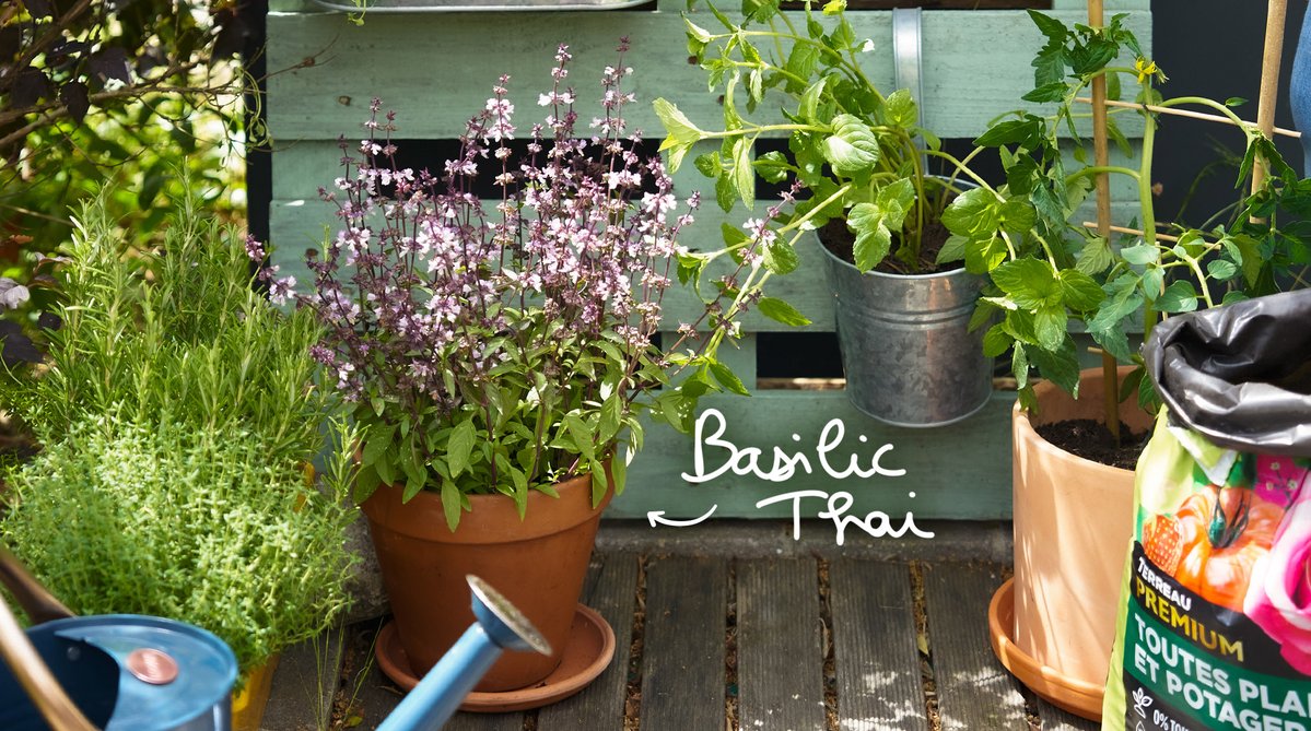 Truffaut's tweet photo. Construisez votre bar à aromatiques maison 🌿​
Découvrez notre sélection d'aromatiques en magasins et sur notre site ☀️ https://t.co/XdYJXRFxN9