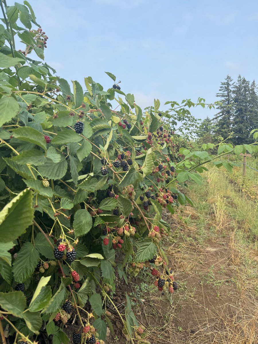 MonsoonGG's tweet photo. Went berry picking, made a bunch of local black berry &amp; mulberry jams / syrup, made some scallion oil and some fresh bread. 

I missed cooking, glad to be back! https://t.co/XiOXp4oJnx