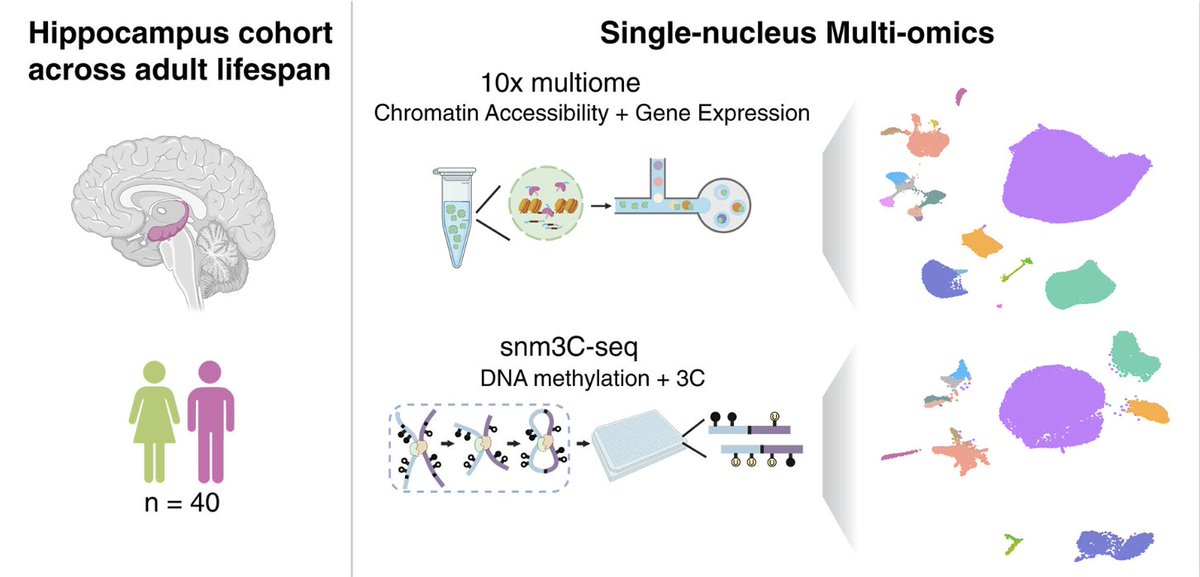 davidasinclair's tweet photo. Aging doesn't just change what brain cells do, it changes what they are! New study shows microglia cells replaced over time by monocyte-like inflammatory cells due to DNA methylation changes, consistent with brain aging and dementia resulting from epigenetic information loss👏🧵 https://t.co/ksxg6Ws6VL