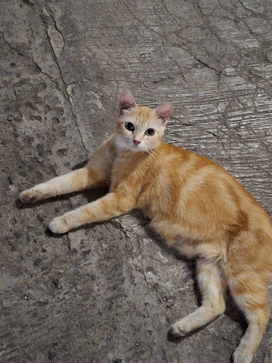 selfivee's tweet photo. meoww 🐾🐾 https://t.co/W2rhDKWFV4