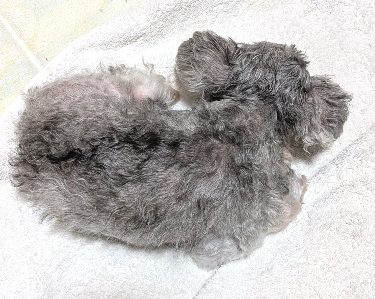 marechannel's tweet photo. まるを刈った。一気に丸刈りだと寒いだろうからまだ8分刈りくらい。顔洗ったら頬っぺたにまた赤みが。。治ってないのか？今日変わらなければ病院連れてく。
百均の老眼鏡はレンズが悪すぎるので、とりあえずJINSで買ってきた。白さは変わらずなので、白内障というよりただ近視乱視の手術したみたい😅💧 https://t.co/KaBVn6JXHD