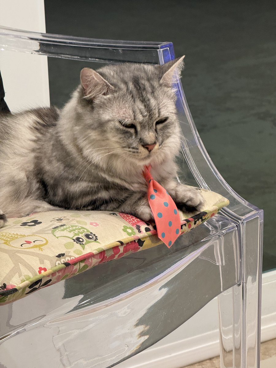 Kitty_Plus_Plus's tweet photo. The groomer gave my cat a little tie and he came home extra serious. https://t.co/NxkECFAy5H