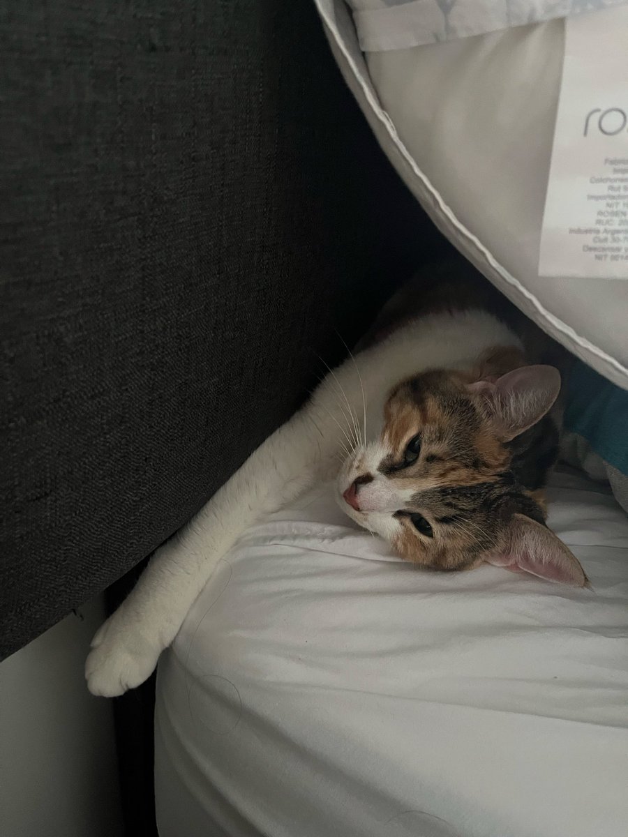 littlemisspauli's tweet photo. La Josefa Sáez dándole wasabi al perro y yo replanteándome hacer la cama pq eso implica sacar a la miel de donde está calentita https://t.co/sIFo0dHDvN