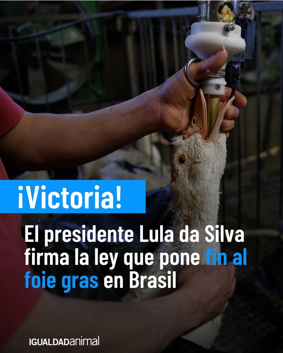 IA_Mexico's tweet photo. 🔴 ÚLTIMA HORA

¡El foie gras está oficialmente prohibido en Brasil!

Toda la información: https://t.co/NEjClBRmT5 https://t.co/qWjDiSMCM2