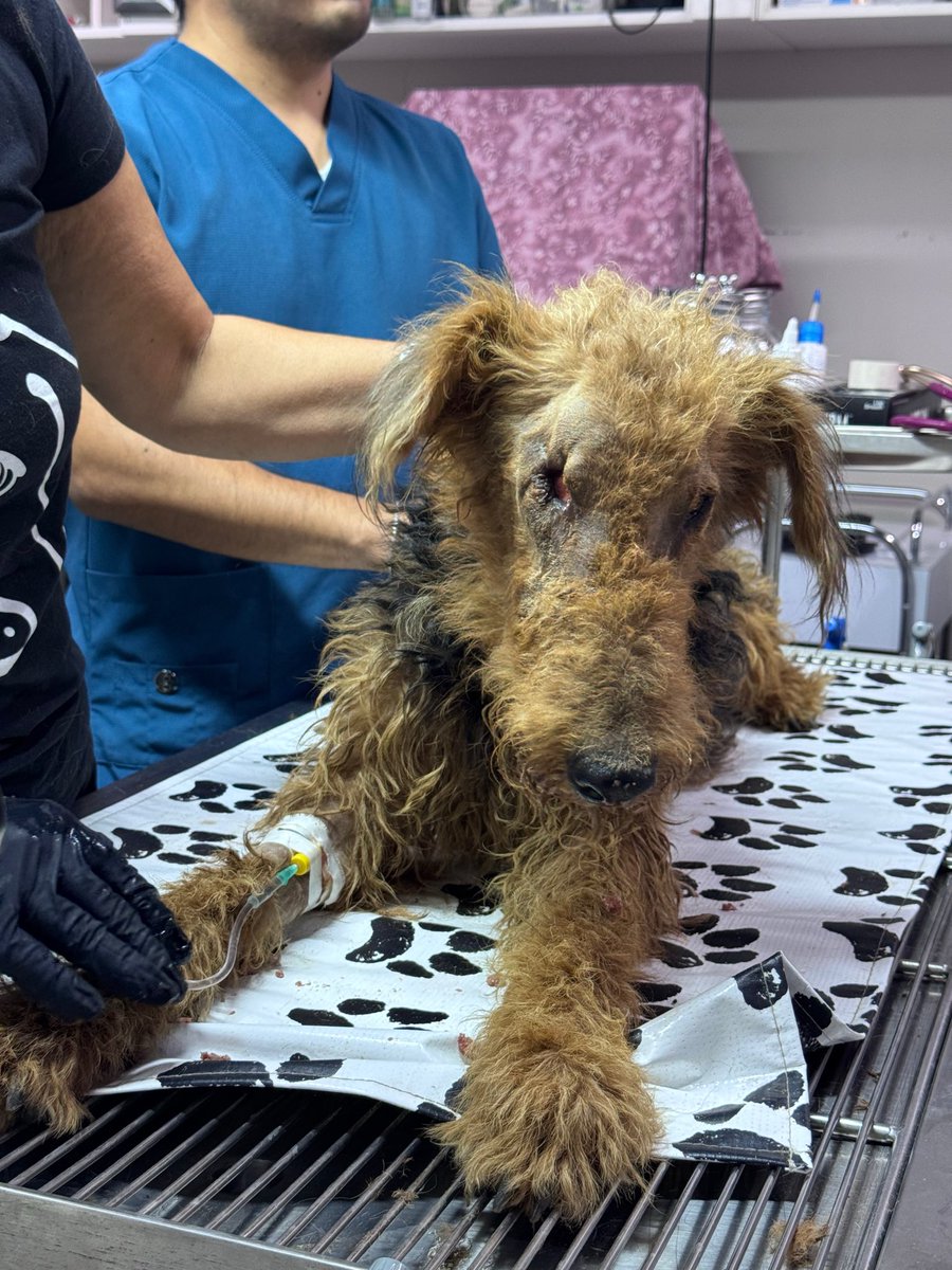 dog_rates's tweet photo. This is Willie Nelson. He was found on the streets of Mexico severely anemic and missing one eye. He needs a blood transfusion, surgery to close the empty eye socket, and intensive treatment to save his vision. You can help him below ❤️‍🩹

https://t.co/zdy0ayXHVt https://t.co/yv6MnE89bP