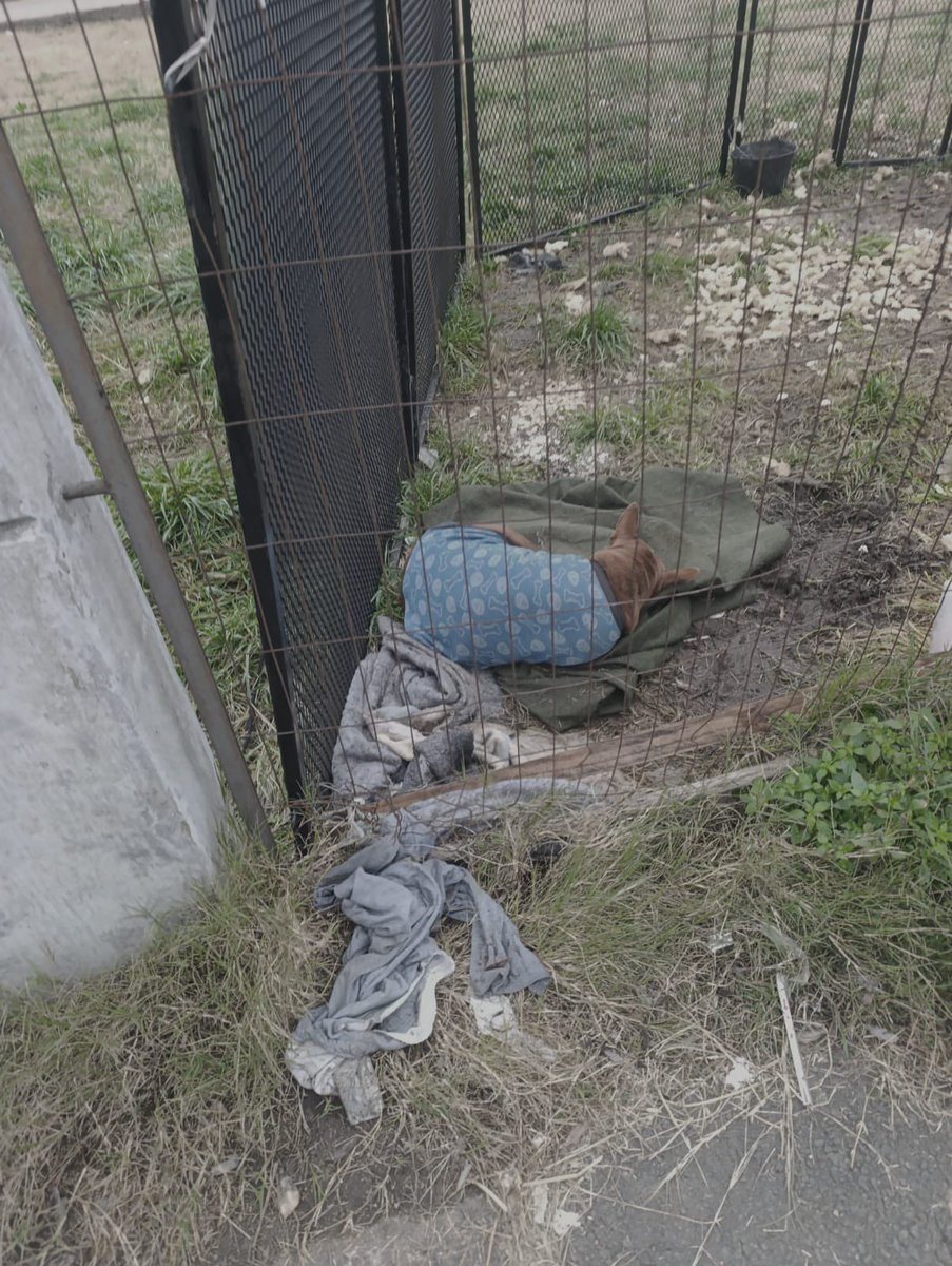redbicheraof's tweet photo. Imágenes del día de hoy 25/07
Lastimosamente   ma situación no mejoró sino que empeoró.
Los animales están siendo víctimas de una tortura al llegar al refugio del mides https://t.co/njsJCmCy2t https://t.co/R2aI1RX5vU
