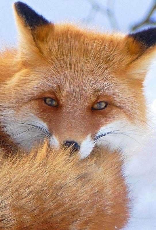 TheFoxLife's tweet photo. https://t.co/XK4D6qGPyF
