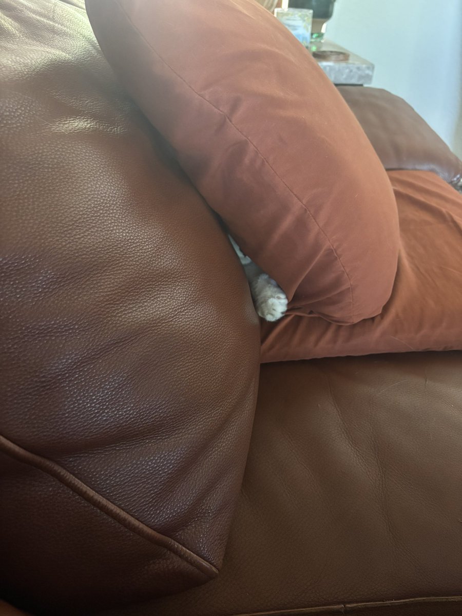 bunnycyclops's tweet photo. minding my own damn business on this couch when i look over and see The Hider https://t.co/9dI9AH8ZBz