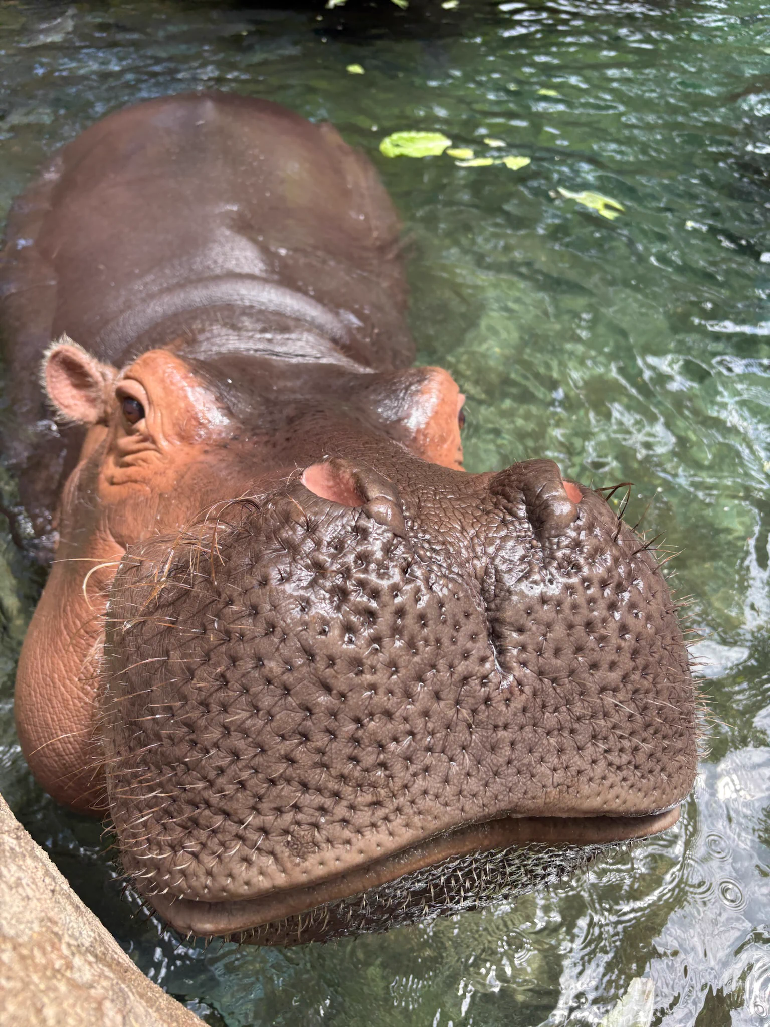 Cincinnati Zoo (@CincinnatiZoo) on X