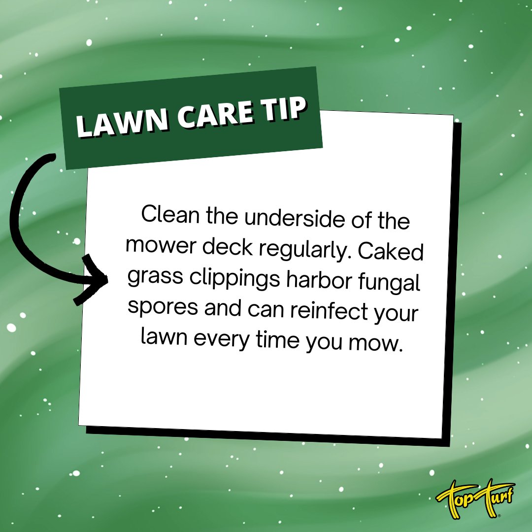 TopTurf's tweet photo. 🧹 Don't skip the mower deck! Caked-on grass clippings can harbor fungal spores that reinfect your lawn every single time you mow. A quick clean after each use goes a long way toward keeping fungus and disease at bay. 🌱
#TopTurf #LawnCareTip  #MowerMaintenance #HealthyLawn https://t.co/RC3mFrx7g0