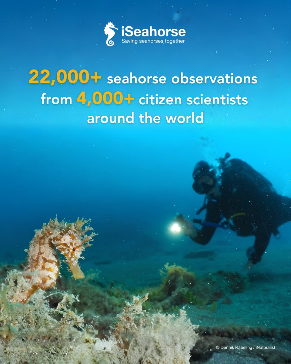 projectseahorse's tweet photo. ❤️ iSeahorse is only possible thanks to you. Together, 4,000+ citizen scientists around the world have contributed over 22,000 observations – vital data that helps our scientists protect our seahorse friends. Join the movement and log your sightings: https://t.co/4ufvOvX22S https://t.co/Q1Lye7Sa2s