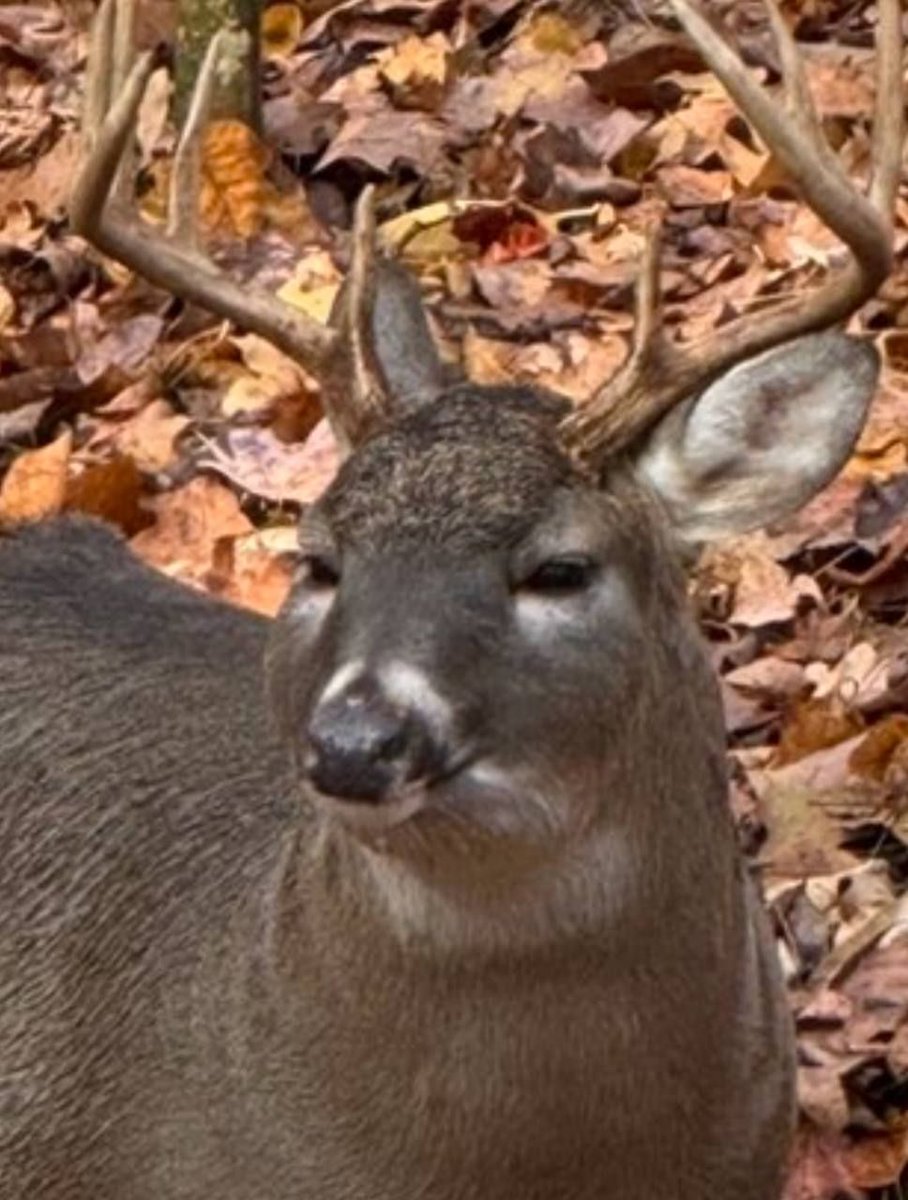 deershouldnt's tweet photo. IT'S FAT FUCK FRIDAY!!! https://t.co/A1qVfmkquN