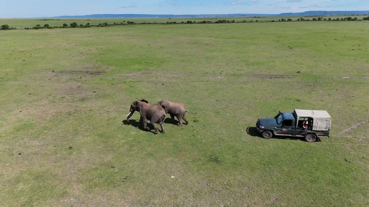 MaraElephant's tweet photo. Your support continues to make conservation possible.  

Read Mara Elephant Project’s second quarter newsletter to discover how global partnerships, advanced technology, and dedicated ranger teams are protecting elephants and communities across the Mara. 

Read now: https://t.co/CJbccwLigu