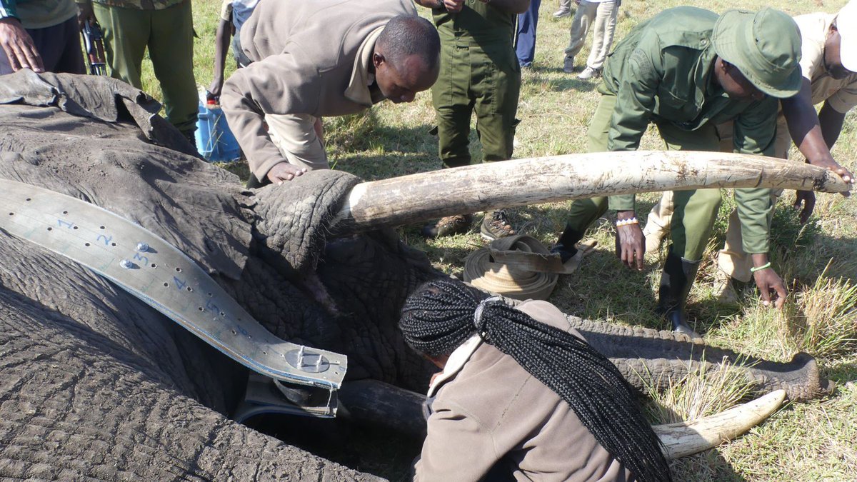 MaraElephant's tweet photo. Your support continues to make conservation possible.  

Read Mara Elephant Project’s second quarter newsletter to discover how global partnerships, advanced technology, and dedicated ranger teams are protecting elephants and communities across the Mara. 

Read now: https://t.co/CJbccwLigu