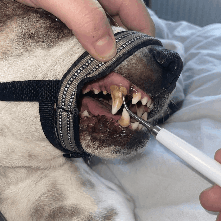 Cportlegal's tweet photo. #Canivet 
Dog Dental Cleaning Strap (Bite Blocker)
Designed to gently limit mouth movement during dental cleaning for better control and added safety
https://t.co/SrpQif1svO https://t.co/wCxXrabyvu
