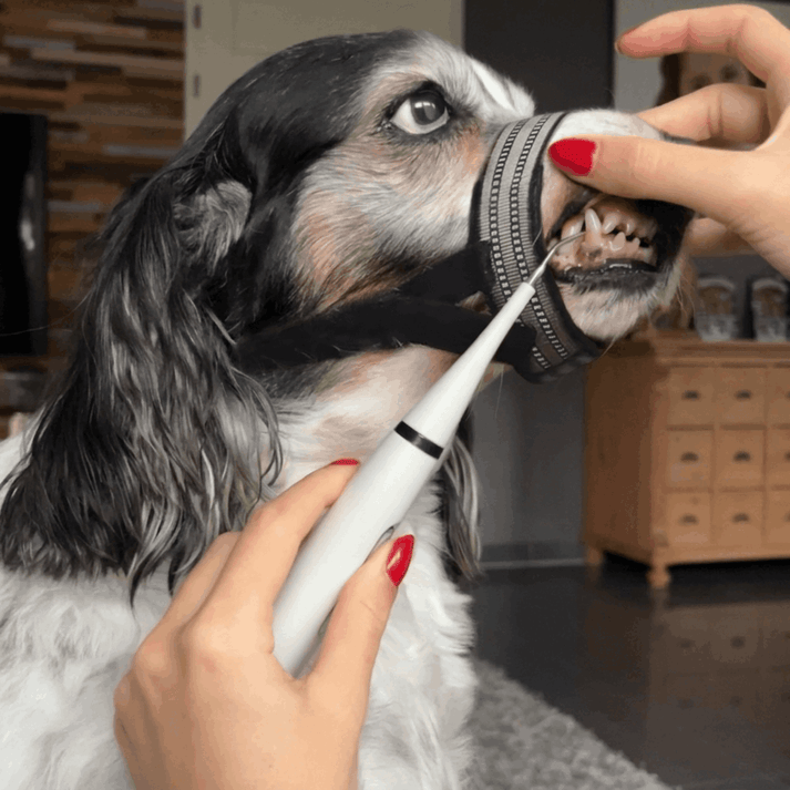 Cportlegal's tweet photo. #Canivet 
Dog Dental Cleaning Strap (Bite Blocker)
Designed to gently limit mouth movement during dental cleaning for better control and added safety
https://t.co/SrpQif1svO https://t.co/wCxXrabyvu
