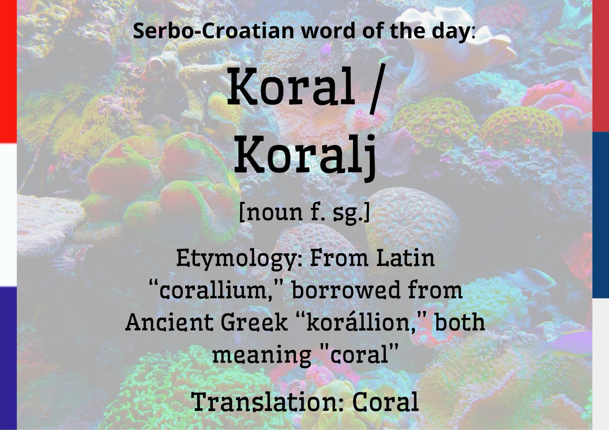 Serbo-Croatian Word of the Day 🇭🇷🇷🇸🇧🇦🇲🇪 tweet media