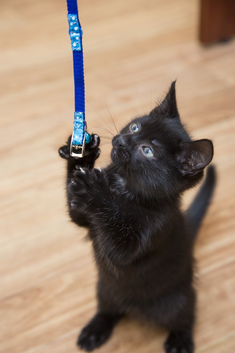 alleycatallies's tweet photo. Friday Cat Fact! 🐾

When cats scratch something, they are also leaving their scent! They have scent glands in their paws, meaning a scratch marks territory and claims their environment as their home. 

Scratching is so critical to cats' natural behaviors, which is why we fight to end declawing nationwide. Join us at https://t.co/5BJ7l8Lx9D