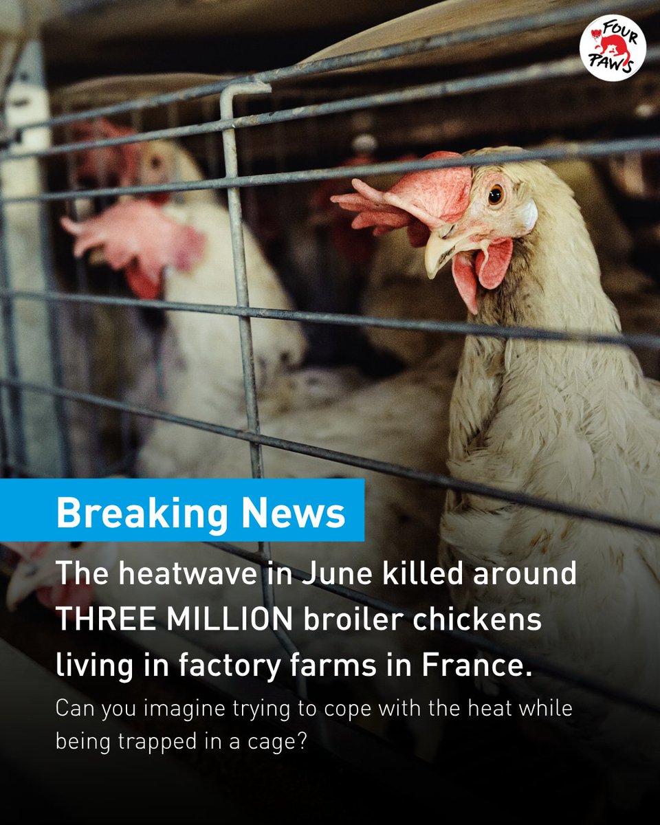 FOURPAWSUK's tweet photo. Heatwaves are tough for us but imagine enduring them trapped in a cage. 
Around 7 million UK laying hens can’t spread their wings or dust bathe to stay cool 🐔💔. 
 
Confinement is cruel. 
The Government has the evidence, now it must end the caged keeping of hens. https://t.co/y1aLQ65r9T